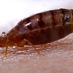 bedbug