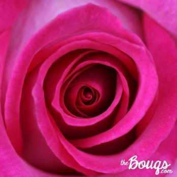 The Bouqs Company Shark Tank Update – Shark Tank Season 5